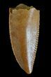 Serrated, Raptor Tooth - Morocco #72635-1